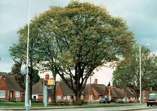 Memorial Tree